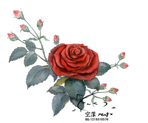 动漫手绘玫瑰花图片
