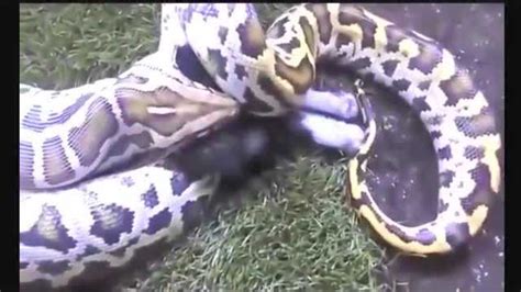 动物世界大蟒蛇视频