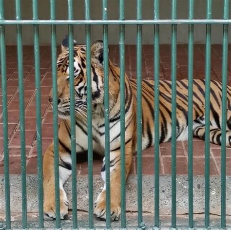 动物园回应老虎瘦成皮包骨