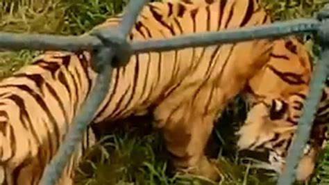 动物园回应老虎身形消瘦趴地吃草