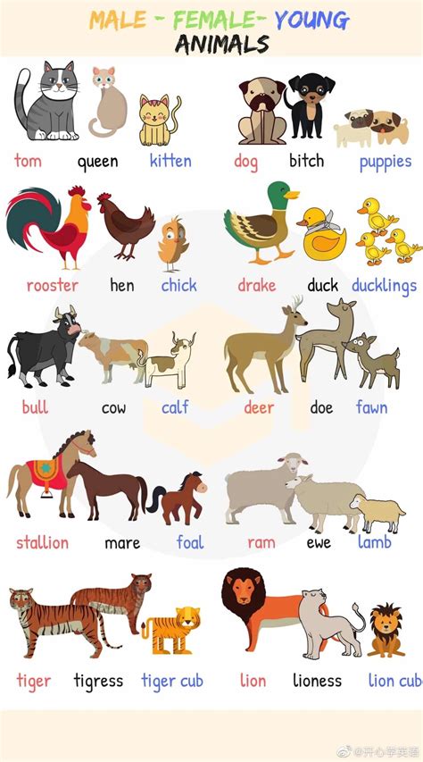 动物英语单词