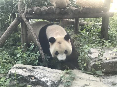 北京动物园网红大熊猫养猫