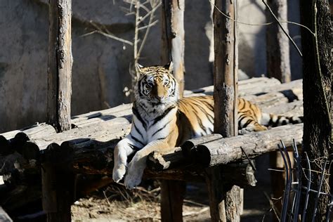 北京动物园老虎怎么那么瘦
