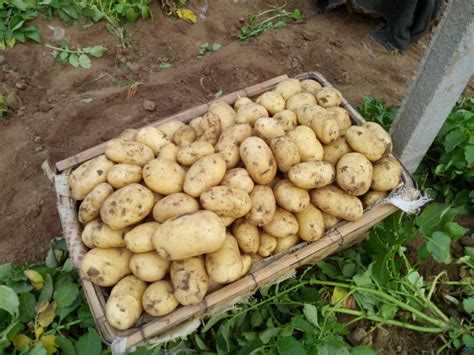 北京土豆最佳种植时间