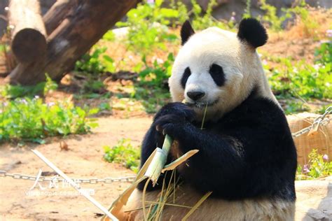 北京大熊猫新闻