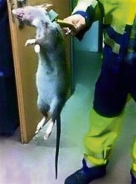 北京抓到巨型老鼠