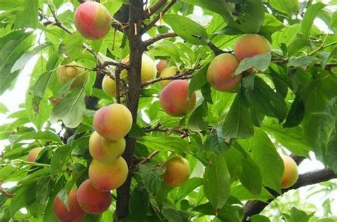 北方可种植的新型水果
