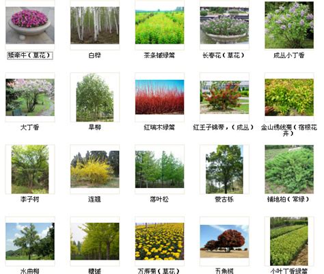 北方园林绿化苗木品种列表