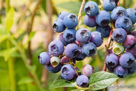 北方种蓝莓选哪些品种