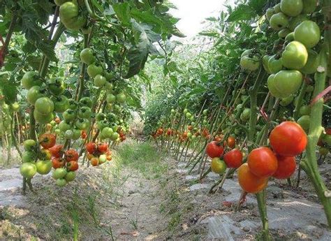 北方露地西红柿栽培技术
