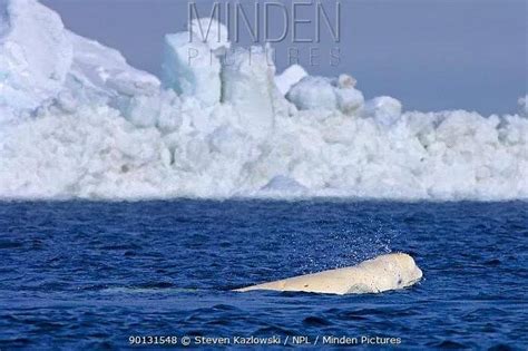 北极冰上的白鲸