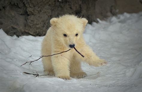 北极熊幼崽成长纪录片