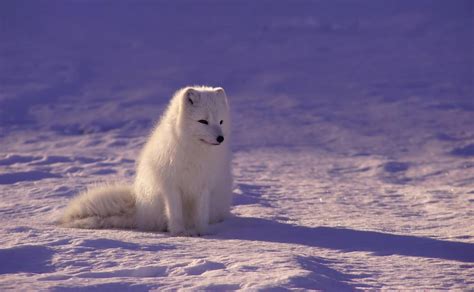 北极狐年轻照片
