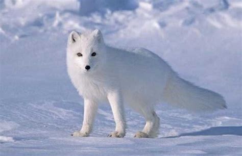 北极狐的样子