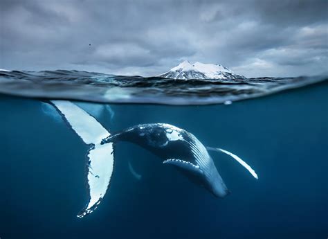 北极里的蓝鲸