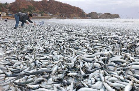 北海道现沙丁鱼尸体是什么原因