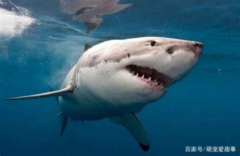 十大凶猛鲨鱼排名
