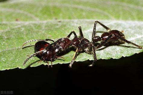 十种毒蚂蚁图片