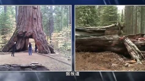 千年古树被祸害
