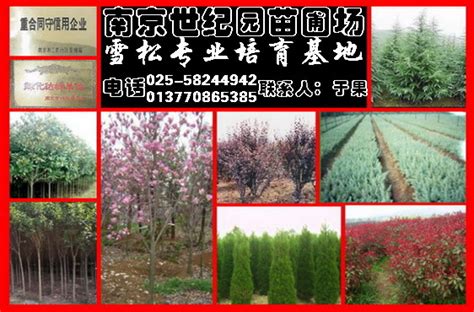 南京绿化苗木价格表
