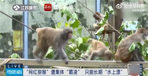 南京网红猴策反6只猴子