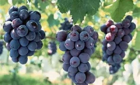 南方可以露天种植葡萄吗