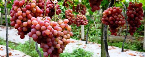 南方种植葡萄最好品种