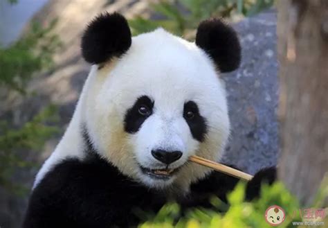 卡塔尔大熊猫听懂四川话