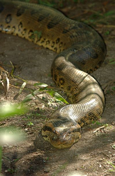 卫星拍摄亚马逊河巨大蟒蛇