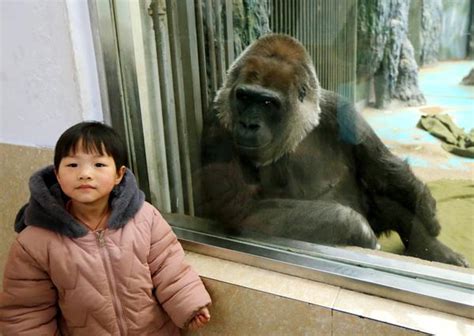 去动物园看大猩猩作文