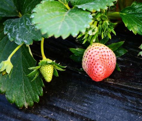 反季节草莓种植时间