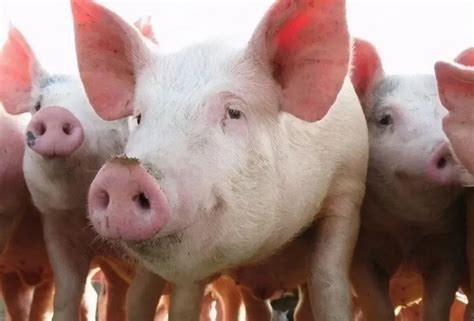发改委对猪价调控最新发布消息