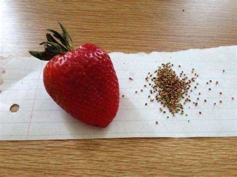 可以直接把草莓种在土里吗