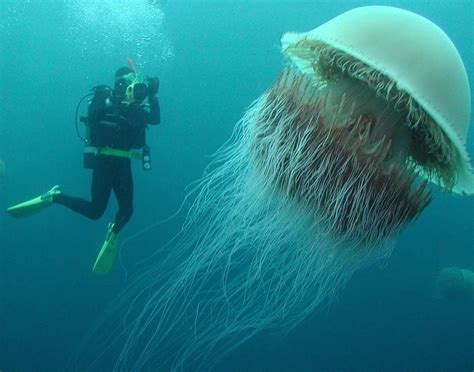 可怕的巨型水母