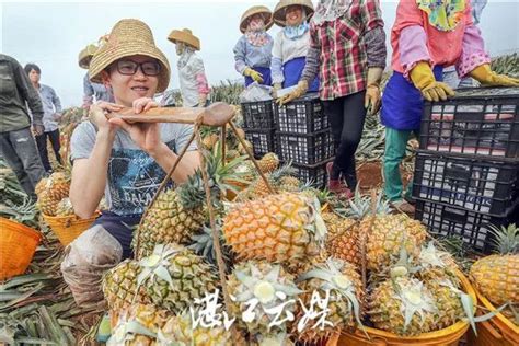 台湾菠萝每年销量