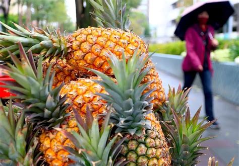 台湾菠萝进口量
