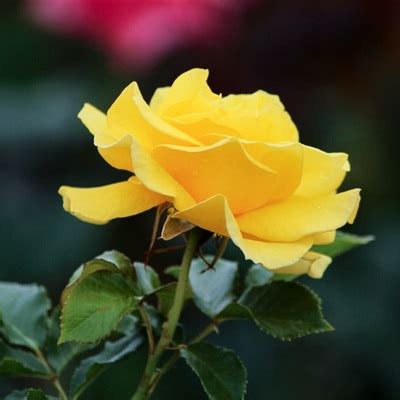 各种各样的黄玫瑰花做微信头像