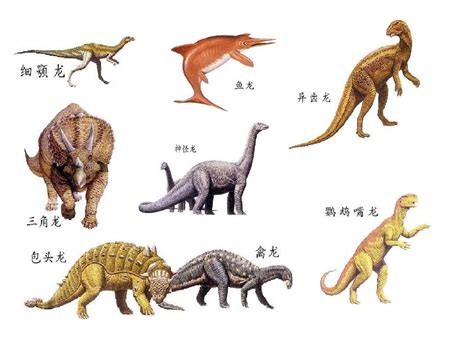 各种恐龙的名称