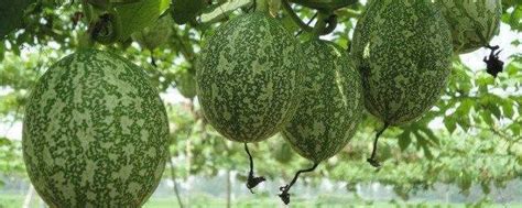 吊瓜子种子种植方法