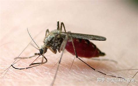 吸血蚊吃什么动物