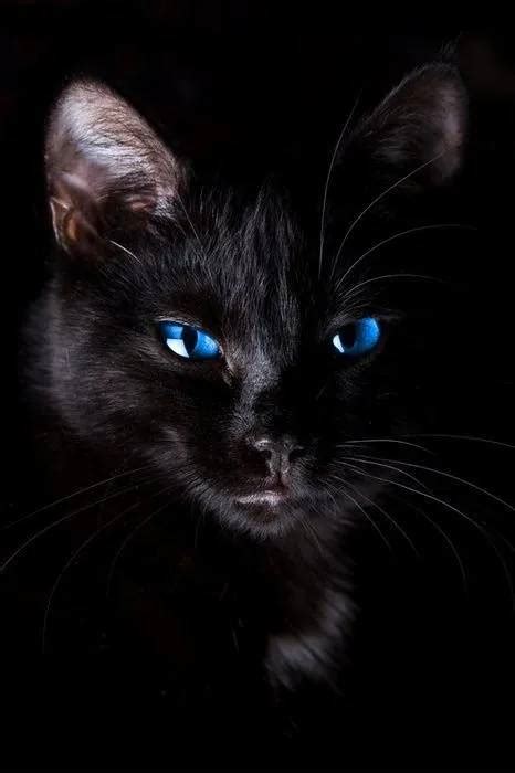 周公解梦全集梦见黑猫