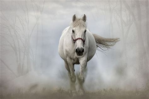 周公解梦梦到一匹马是什么意思
