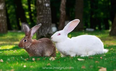 周公解梦梦到两只兔子