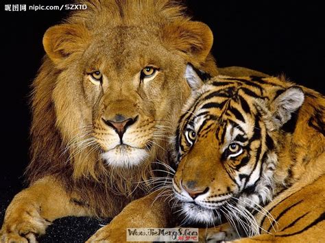 周公解梦梦到狮子与老虎