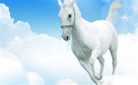 周公解梦梦到骑白马跑了