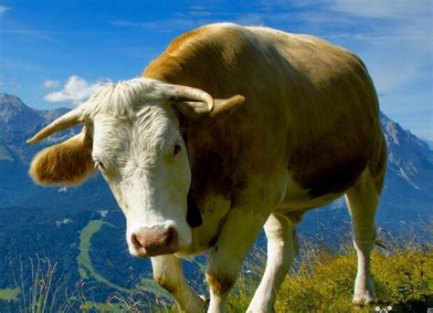 周公解梦梦见牛在吃肉