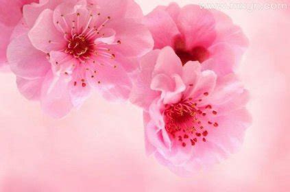 周公解梦梦见粉色的花又大又鲜艳