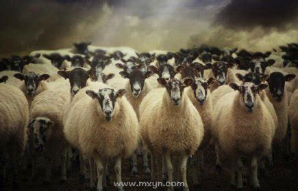 周公解梦梦见羊群是什么预兆