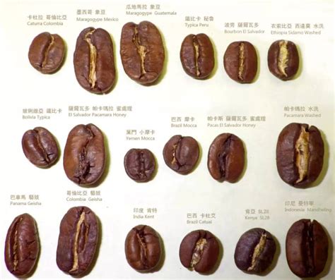 咖啡豆三大品种