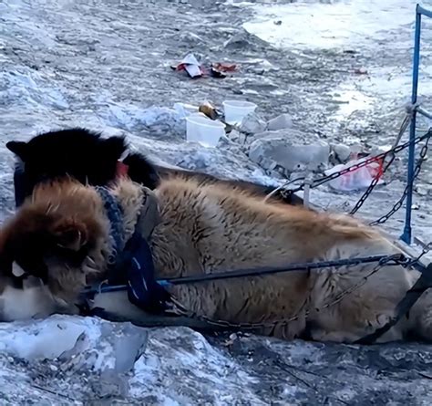 哈尔滨拉雪橇的狗被取消
